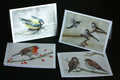 Secret life of garden birds: 4 greetings cards